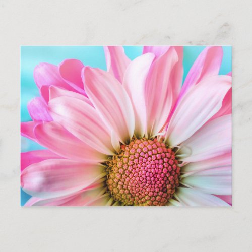 Beautiful Pink Flower Close Up Photo Postcard