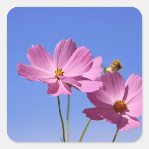 beautiful pink flowers hugging a clear blue sky square sticker