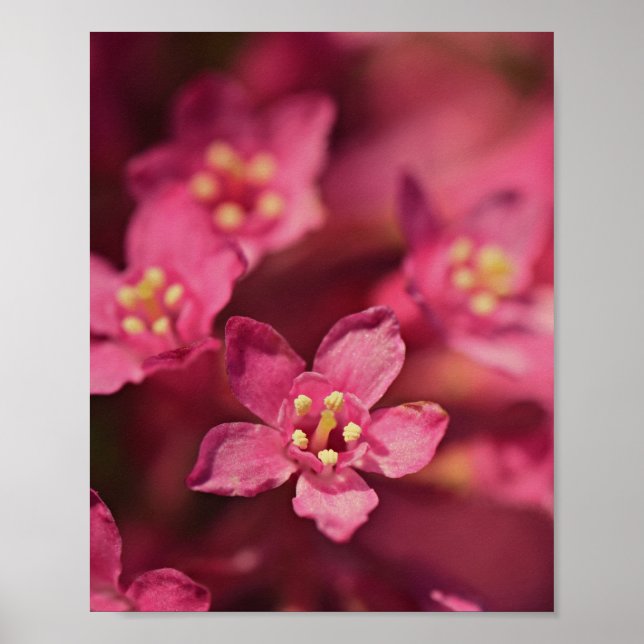 Beautiful Pink Flowers Poster (Front)
