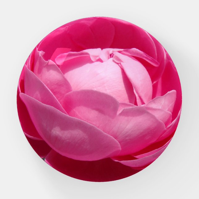 Beautiful Pink Heirloom Rose Paperweight (Front)