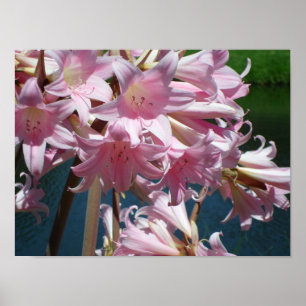 Beautiful Pink Lilies Poster