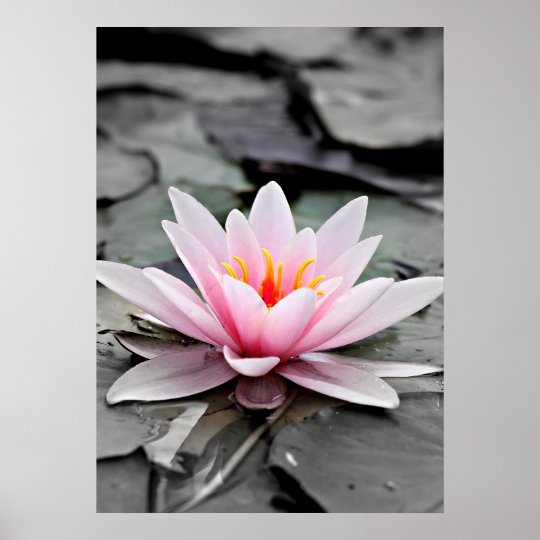 Beautiful Pink Lotus Flower Waterlily Zen Art Poster