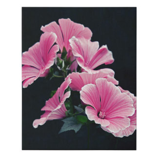 Beautiful Pink Mallow Roses Flowers on Black Faux Canvas Print