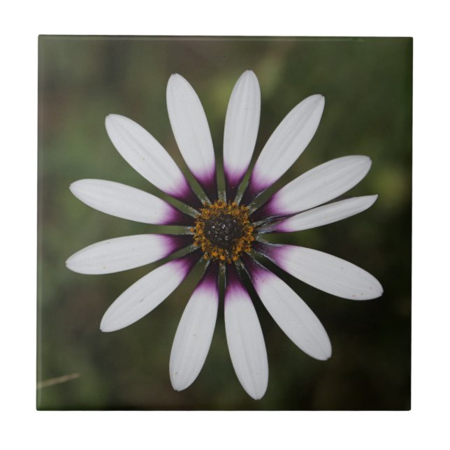 Beautiful Pink Osteosperum Flower Ceramic Tile (Front)