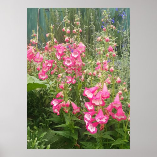 Beautiful Pink Penstemon Flower Garden Poster