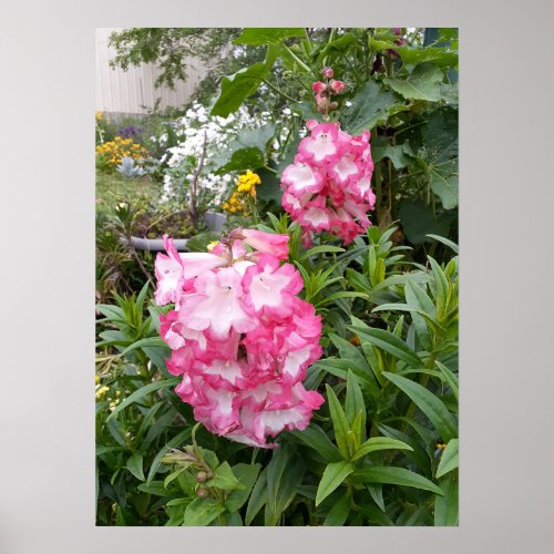 Beautiful Pink Penstemon Flower Garden Poster