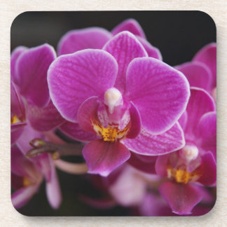 Beautiful Pink Phalaenopsis Orchid Blooming Coaster