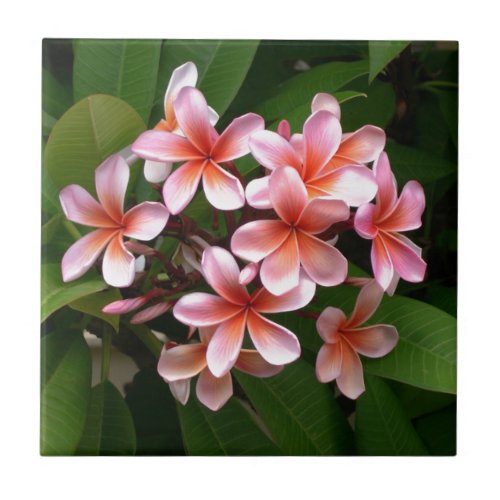 Beautiful pink Plumeria flower Tile