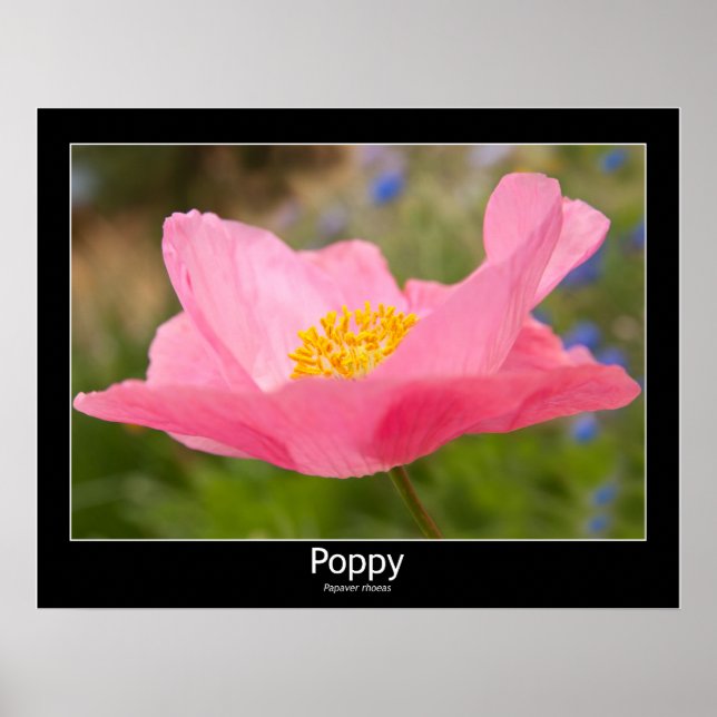 Beautiful Pink Poppy Close-Up Photograph  Poster (Front)