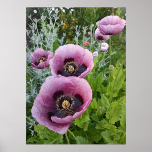 Beautiful Pink Poppy Flower Garden Poster