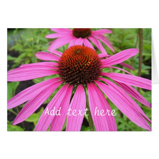 beautiful pink purple flowers (Front Horizontal)