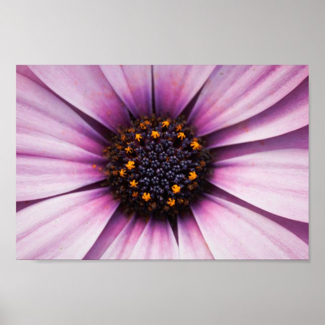 Beautiful Pink Purple Osteosperum Flower Poster (Front)