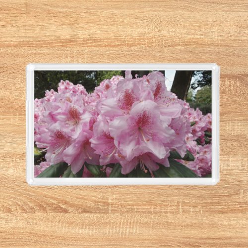 Beautiful Pink Rhododendron Blooms Floral Acrylic Tray