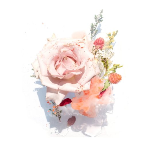 Beautiful Pink Rose 5" X 7" Phone Address Book (Front)