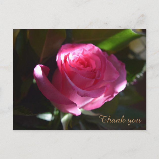 Beautiful Pink rose card (Front)