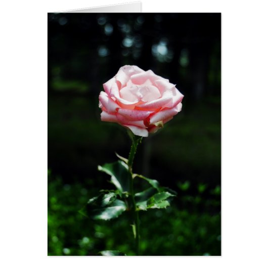 Beautiful Pink Rose Cards (Front)