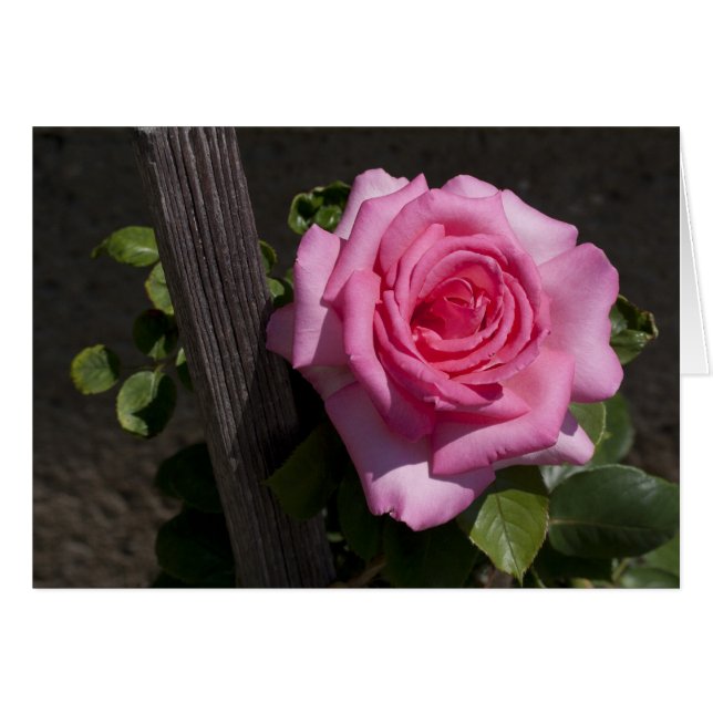 Beautiful Pink Rose Cards (Front Horizontal)