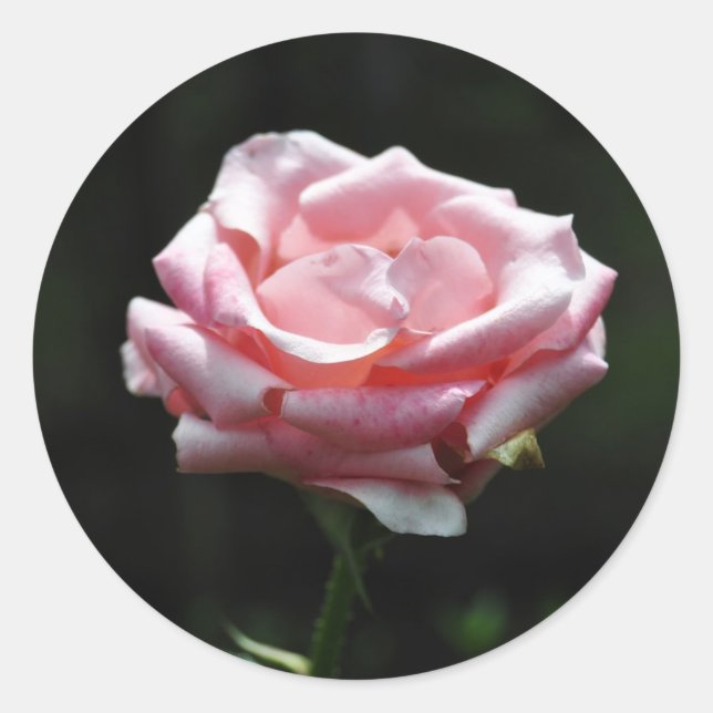 Beautiful Pink Rose Close-up Classic Round Sticker (Front)