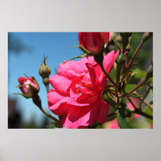 beautiful pink rose flower and buds blue sky poster