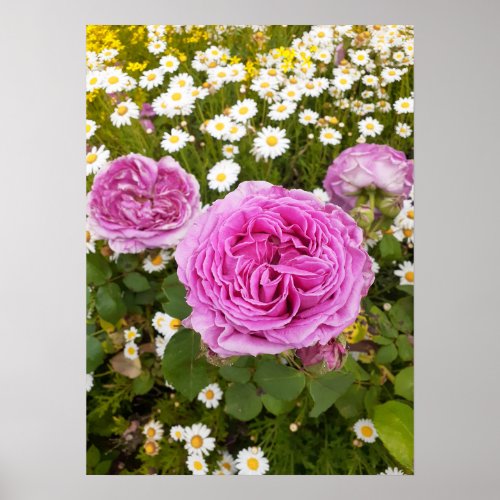 Beautiful Pink Rose Flower Garden Poster