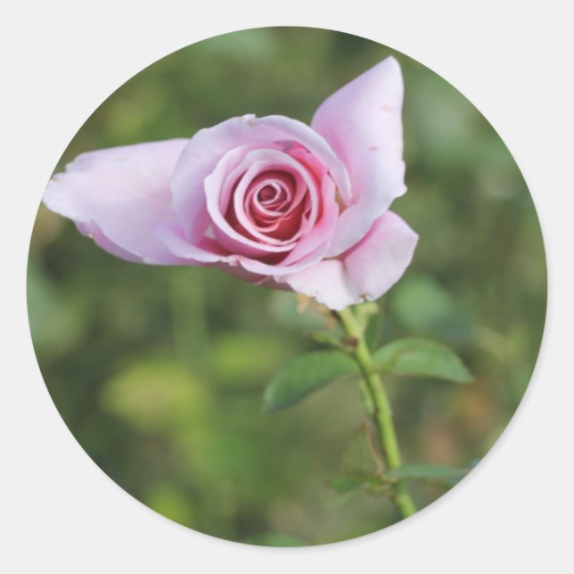 Beautiful Pink Rose Flower Wedding Favor Sticker (Front)