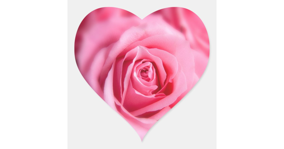 Beautiful Pink Rose Heart Sticker Zazzle 