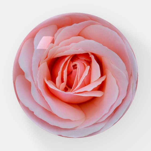 Beautiful pink rose paperweight (Front)