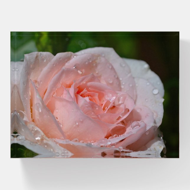 Beautiful pink rose paperweight (Front)