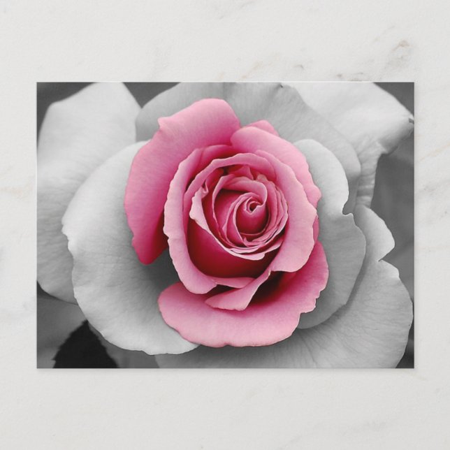 Beautiful pink rose petals print postcard (Front)