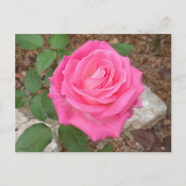 Beautiful Pink Rose Postcard (Front)