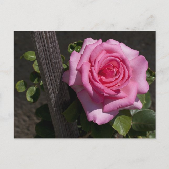 Beautiful Pink Rose Postcard (Front)