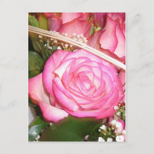 Beautiful pink rose postcard (Front)