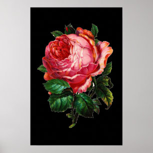 BEAUTIFUL PINK ROSE POSTER