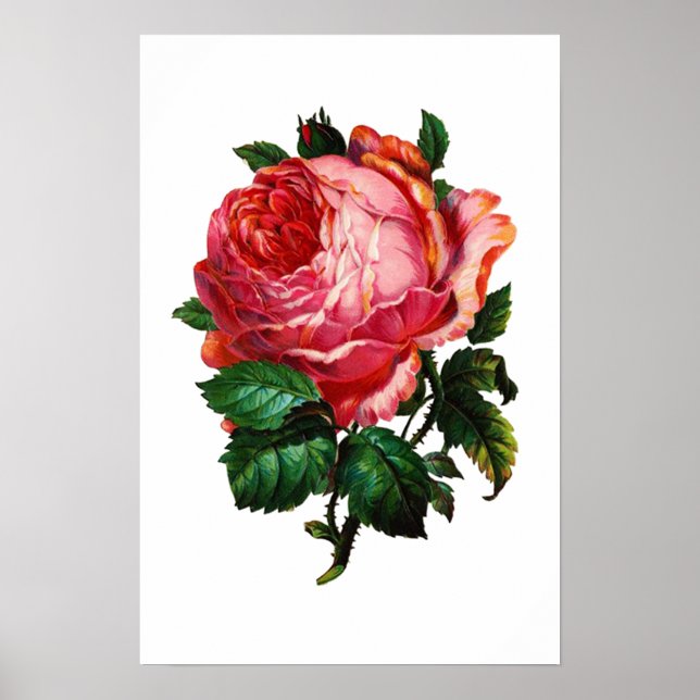 BEAUTIFUL PINK ROSE POSTER (Front)