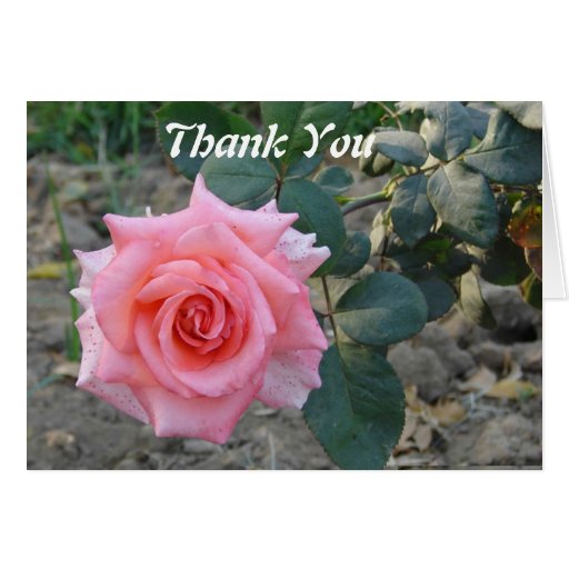 Beautiful Pink Rose Thank You Card | Zazzle