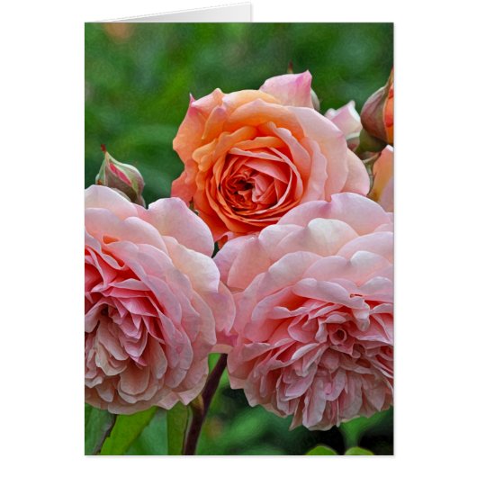 Beautiful pink roses (Front)