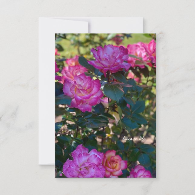 Beautiful Pink Roses  Note Card (Front)
