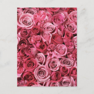 Beautiful Pink Roses Postcard