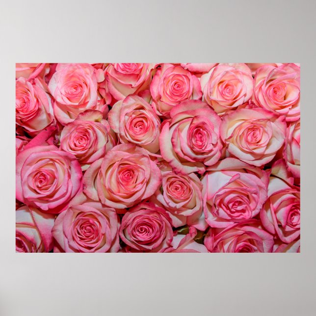Beautiful pink roses poster (Front)