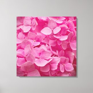 Beautiful Pink Spring Hydrangea Flower Photography