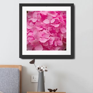 Beautiful Pink Spring Hydrangea Flower Photography