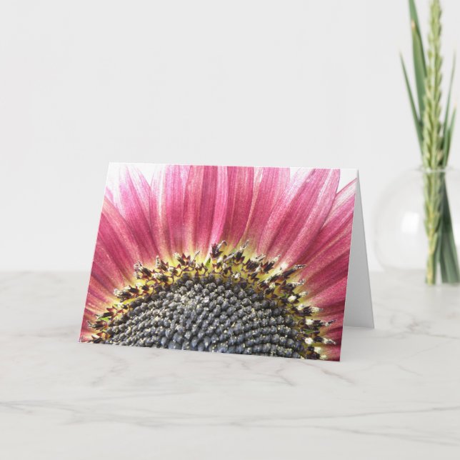 Beautiful Pink Sunflower Greeting Card (Front)