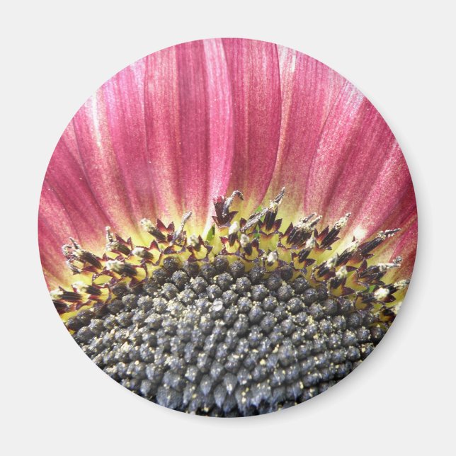 Beautiful Pink Sunflower Magnet (Front)