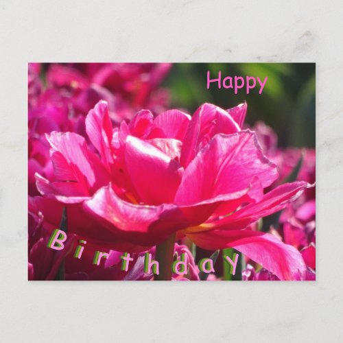 Beautiful Pink Tulip Close Up Birthday Postcard