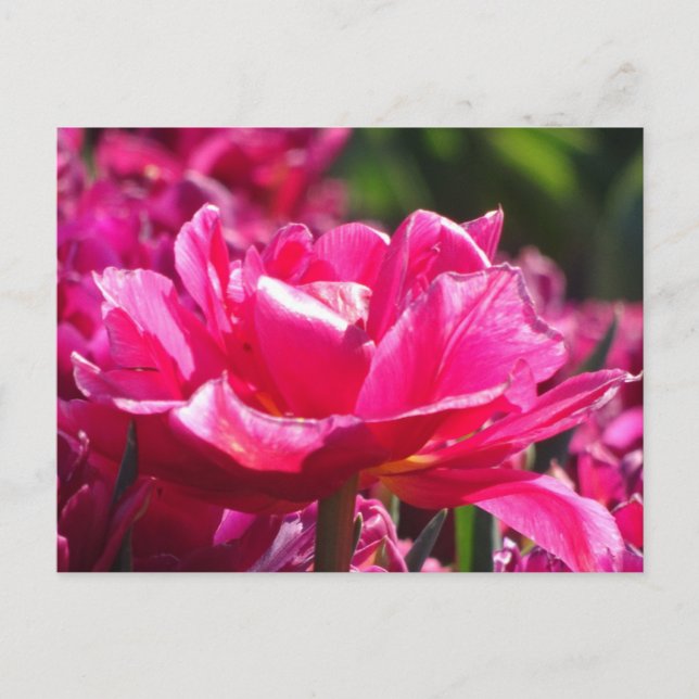 Beautiful Pink Tulip Close Up DIY Postcard (Front)