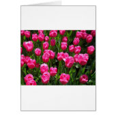 BEAUTIFUL PINK TULIPS (Front)