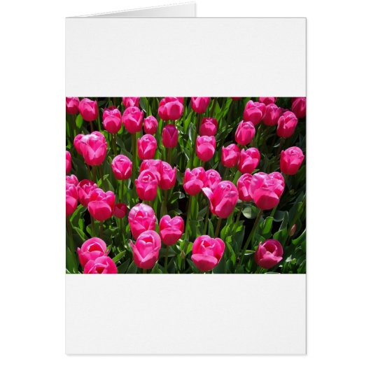 BEAUTIFUL PINK TULIPS CARDS (Front)