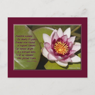 Beautiful Pink Water Lily On Lily Pads Postcard