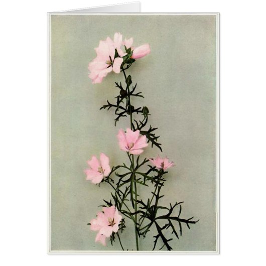 Beautiful Pink Wild Flowers (Front)