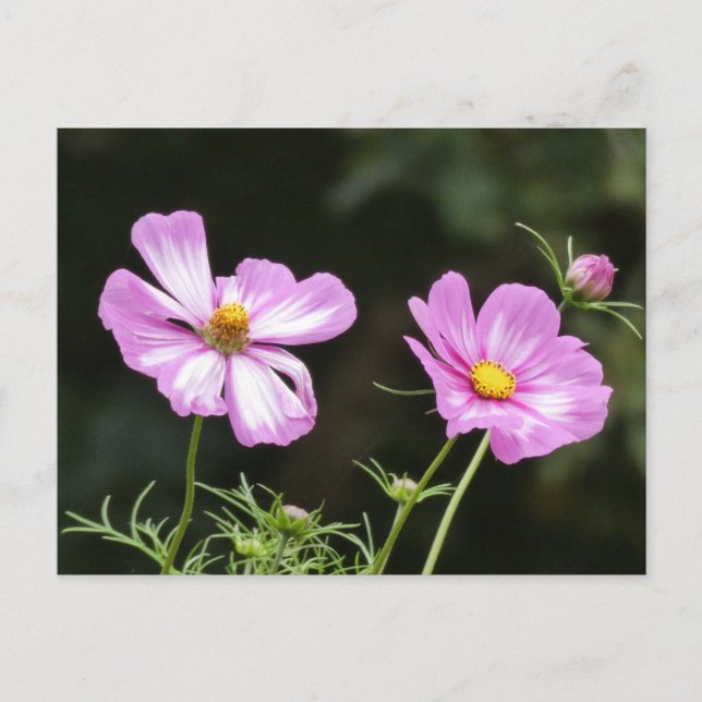 Beautiful Pink with White Cosmea DIY Postcard (Front)